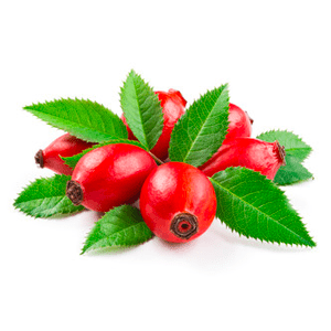 Rosa Amazônica Com Até 70% de Desconto 12 rosa amazonica